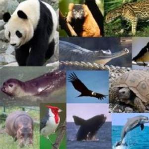 Animales en Peligro de Extinción