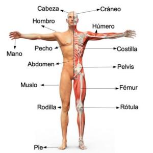 huesos del cuerpo