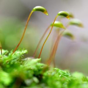 Plantas