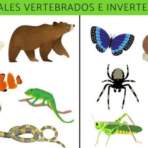 Características de los animales vertebrados e invertebrados
