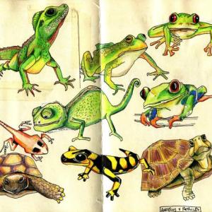 Reproducción de los peces, anfibios y reptiles