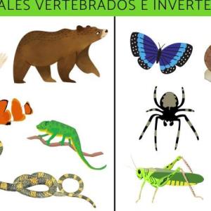 Características de los animales vertebrados e invertebrados
