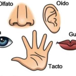 cocnociendo los sentidos