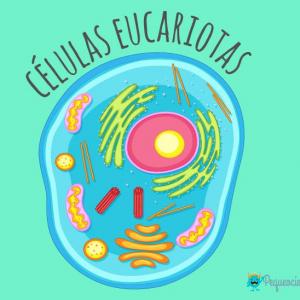 célula eucariota