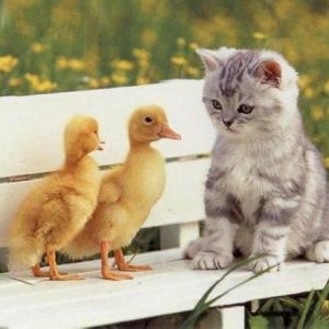LOS ANIMALES DE LA GRANJA