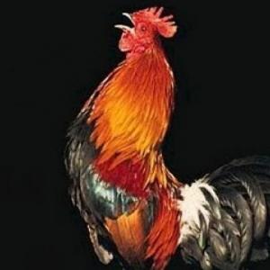 El Caballero Carmelo