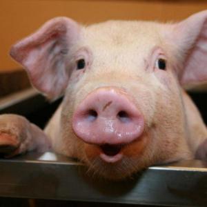 READING COMPREHENSION: PETE THE PIG