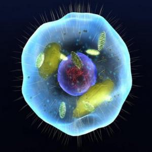 Biología D