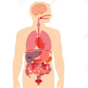 Matching Internal body organs