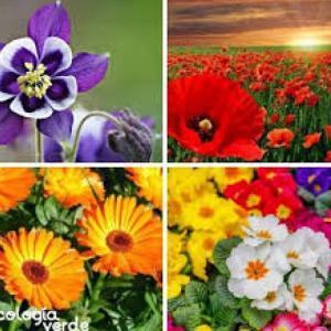 MEMOTEST FLORAL