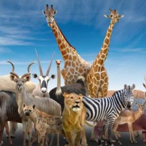 ANIMALES