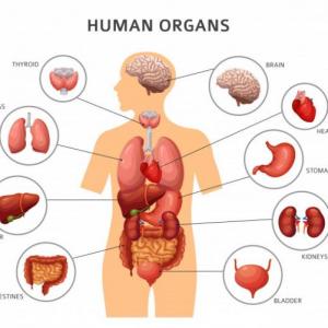 Juegos sobre los órganos humanos