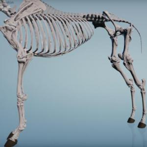 Imagen de portada del videojuego educativo: Osteologia y artrologia del esqueleto apendicular, medicina veterinaria, de la temática Ciencias