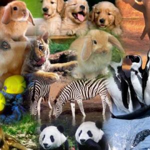 Los Animales