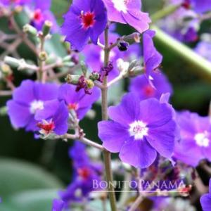 la flora del mundo