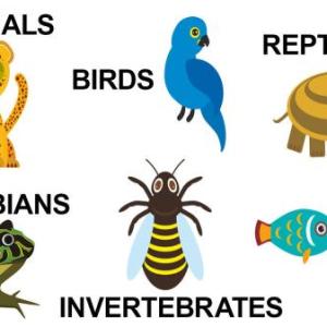 Animals