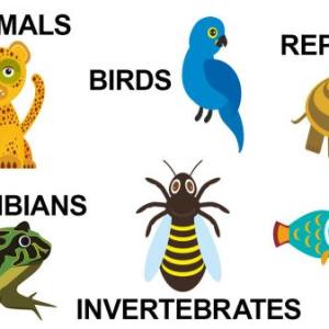 Animals