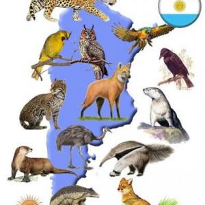 Animales en peligro