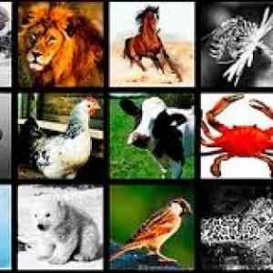 nombre de los animales