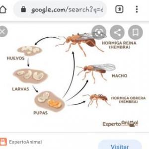 Los insectos
