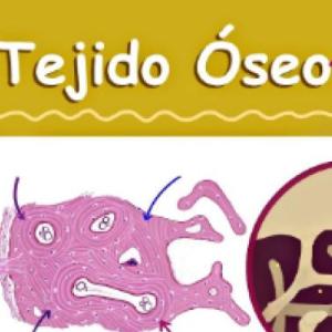 Trivia del Tejido Oseo