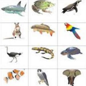 Clasificación de los animales