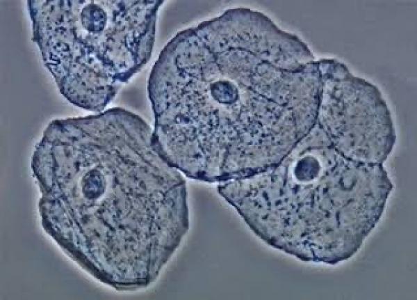 Célula eucariota