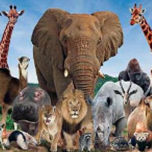 ANIMALES SALVAJES