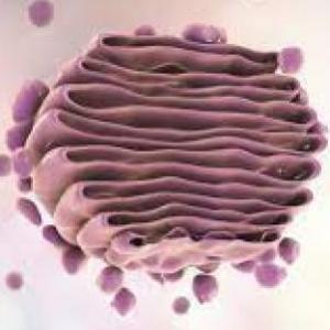 ¡Conoce sobre el Aparato de Golgi!