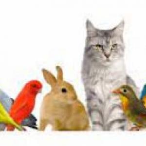 MEMO TEST DE LAS MASCOTAS
