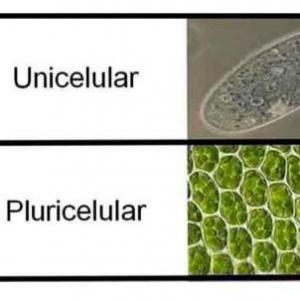 Imagen de portada del videojuego educativo: Organismos unicelulares y pluricelulares, de la temática Biología