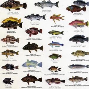 Peces de agua dulce.