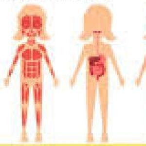 El cuerpo humano