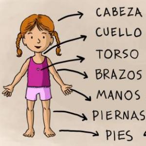 Juegos Multinivel memorice "Partes y funciones del cuerpo"