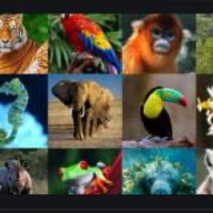 Animales