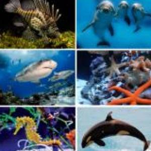 Animales marinos