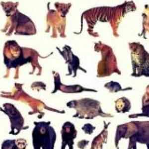Animales marinos, terrestres y colores