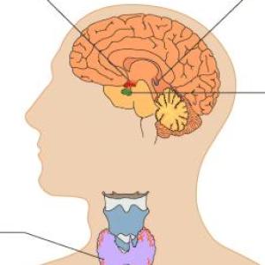 SISTEMA ENDOCRINO Y ORGANOS DE LOS SENTIDOS..