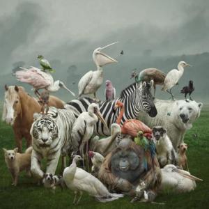 sabes de animales