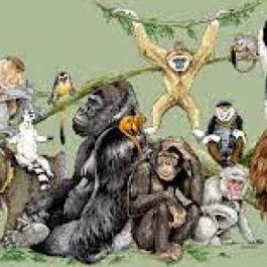 Animales Vertebrados e Invertebrados