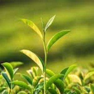 LAS PLANTAS