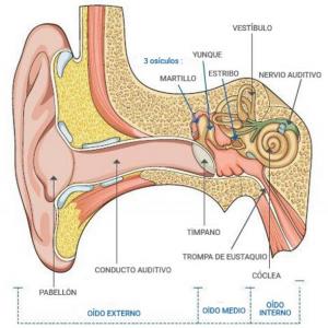neurofisiología de la audición