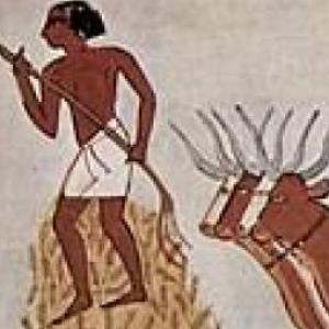 La oca egipcia