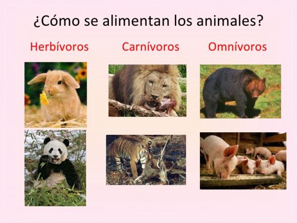 Animales según su alimentación