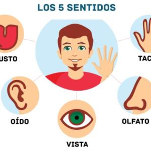 Los 5 sentidos
