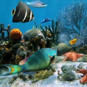 Aquatic Animals