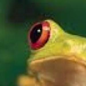 Desafío de animales. Educación Física
