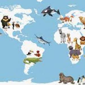Los Animales En Ingles