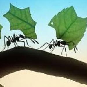 Memo test Insectos