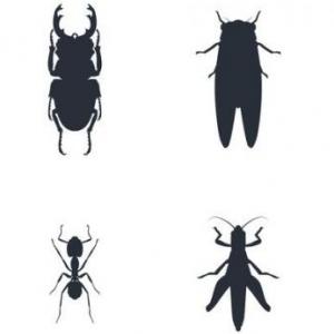 Características de los insectos